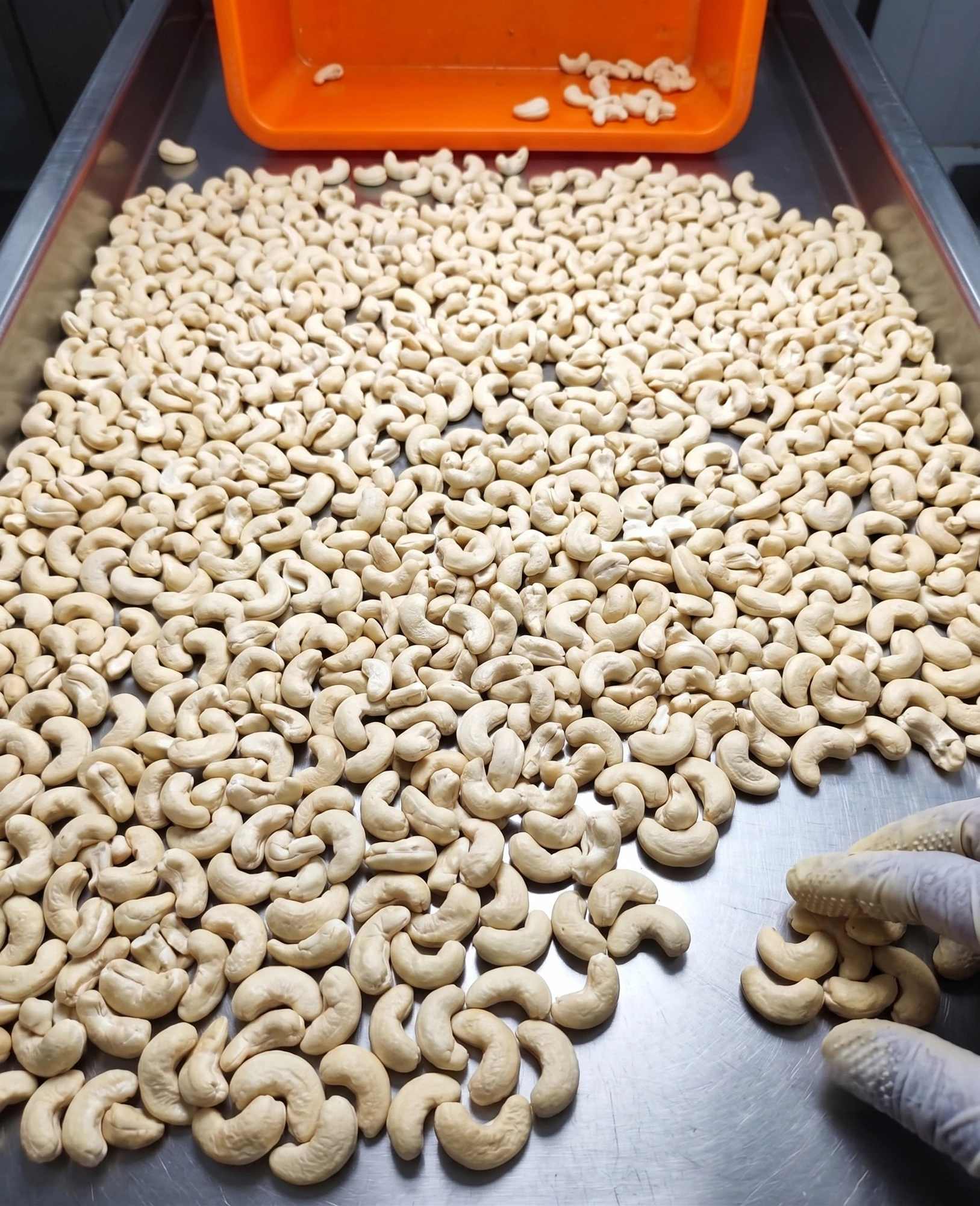 Premium Cashew Nuts